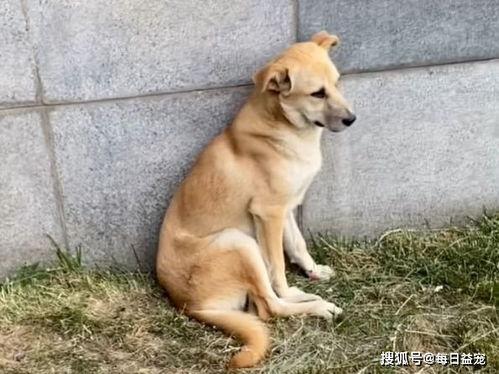 流浪狗吃哈密瓜视频大全,哈密瓜盛宴视频大盘点