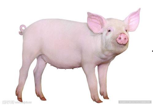 猪吃瓜的素材视频下载,萌宠趣味瞬间，解锁夏日欢乐时光