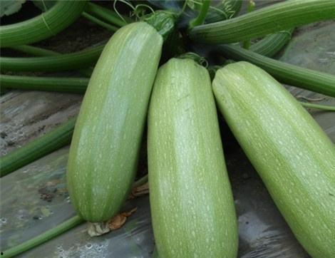 吃小京瓜有什么好处吗视频,小京瓜营养益处大盘点